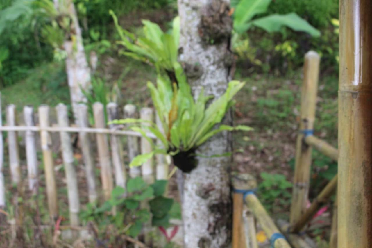 브두굴 Bali Tree House Pelangi 아파트 외부 사진